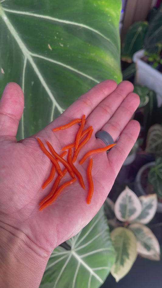 10pc 1.5in Mini Zenkos “Burnt Orange