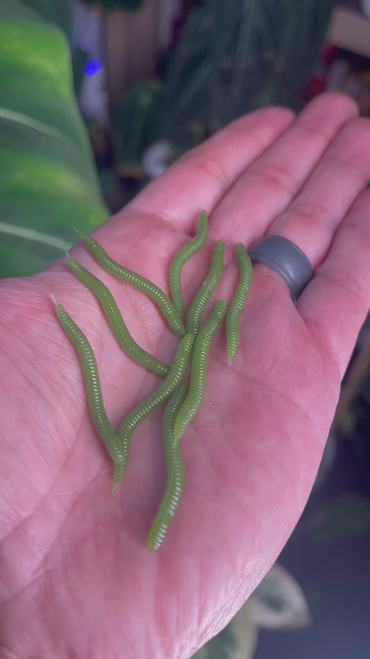 10pc 1.5in Mini Zenkos “O.D. Green”